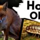 The MAXIMUM LIFESPANS of 17 wild ANIMALS in the UK