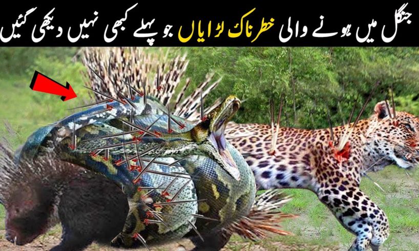 The Most Intense Wild Animal Battles | جانوروں کی خطرناک لڑائیاں  | NYKI