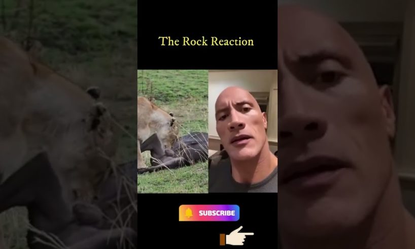 The Rock Reaction Animal Fights Best Scene | DGMovies - The Rock reaction #shorts
