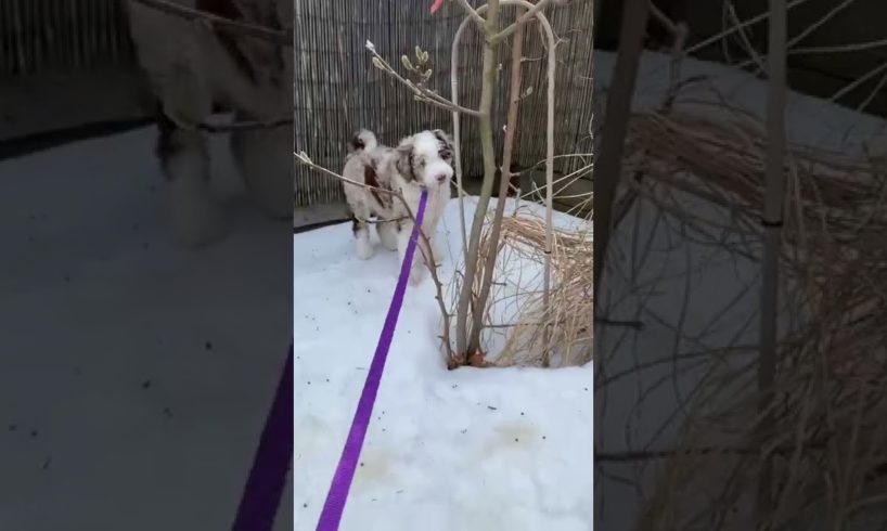 The cutest puppy you ever did see! | #shorts #aussiedoodles