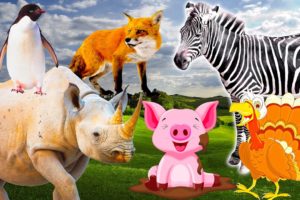The role of animals - Familiar animal sounds : Pig, turkey, penguin, zebra - Part 14