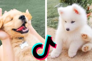 These Cute Puppies May Be the Cutest Pets on TikTok 🥰
