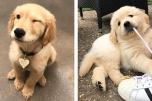 These Golden Retriever Puppies Will Brighten Your Day 🐶🐶😍 | Cute Puppies