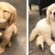 These Golden Retriever Puppies Will Brighten Your Day 🐶🐶😍 | Cute Puppies