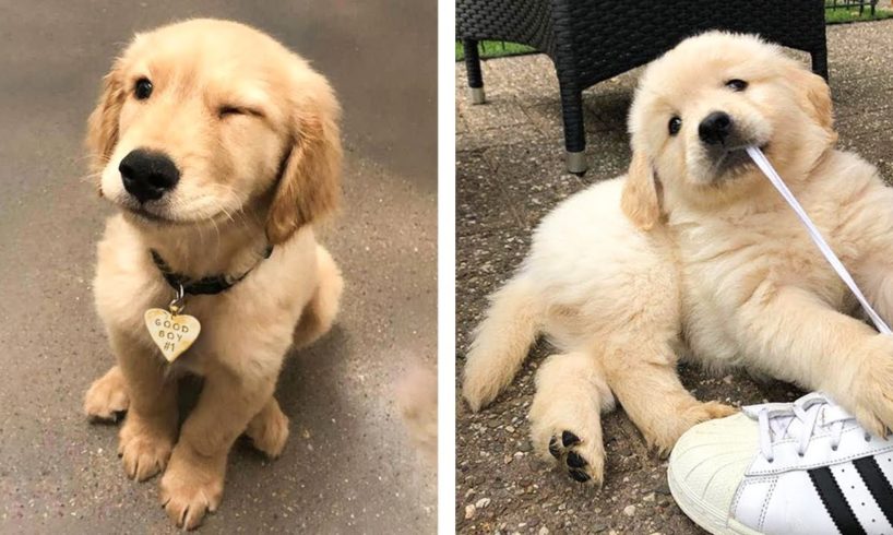 These Golden Retriever Puppies Will Brighten Your Day ๐ถ๐ถ๐ | Cute Puppies