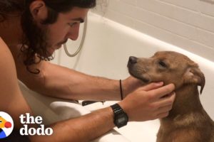 This Guy Found His Purpose After Rescuing A Dog | The Dodo Heroes