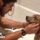 This Guy Found His Purpose After Rescuing A Dog | The Dodo Heroes