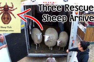 Three Rescued Sheep Arrive - Another Rainy Day on the Farm