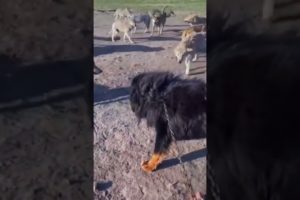 Tibetan Mastiff Scares Off Pack of Wolves   Animal Fights #Shorts
