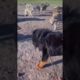 Tibetan Mastiff Scares Off Pack of Wolves   Animal Fights #Shorts