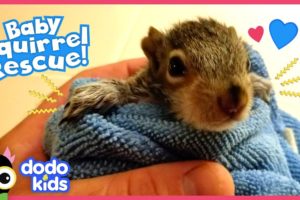 Tiniest Baby Squirrel Moves Into His Hero's Yard | Rescued! | Dodo Kids