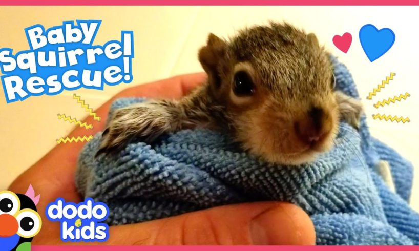 Tiniest Baby Squirrel Moves Into His Hero's Yard | Rescued! | Dodo Kids