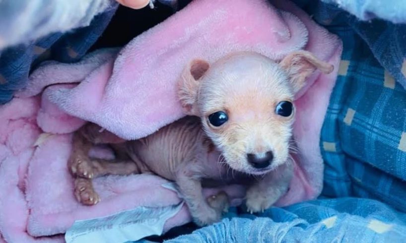 Tiniest only 1 pound puppy was dumped by his owner because deform legs and mange!