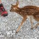 Tiny Baby Deer Asks People to Rescue Her | The Dodo Wild Hearts
