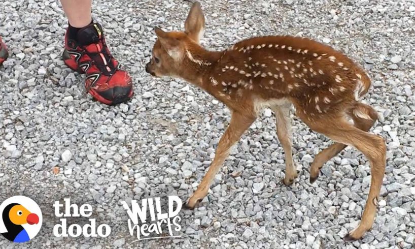 Tiny Baby Deer Asks People to Rescue Her | The Dodo Wild Hearts