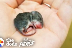 Tiny Baby Mouse Found Tucked Into Blankets | The Dodo Little But Fierce