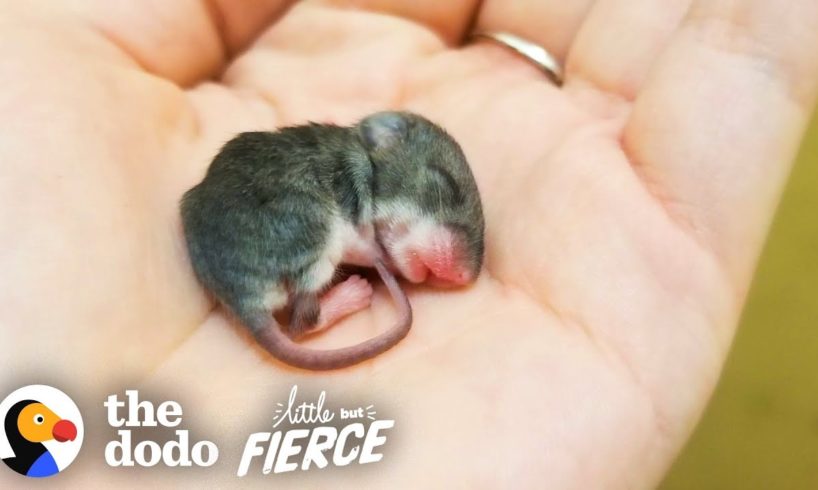Tiny Baby Mouse Found Tucked Into Blankets | The Dodo Little But Fierce