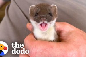 Tiny Baby Stoat Has The Best Reaction When She Meets Someone Like Her | The Dodo Little But Fierce