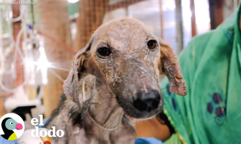 Todos pensaban que este perro rescatado era mayor hasta que... | El Dodo