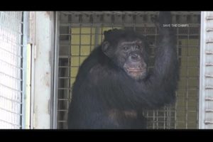 Tonka the Chimp rescued from Missouri basement, taken to Florida