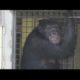 Tonka the Chimp rescued from Missouri basement, taken to Florida