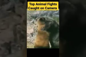 Top 10 Craziest Animal Fights Caught on Camera Bear Attacks