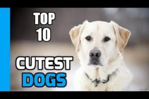 Top 10 Cutest Dogs in the World