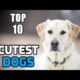 Top 10 Cutest Dogs in the World