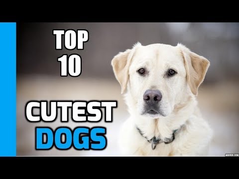 Top 10 Cutest Dogs in the World