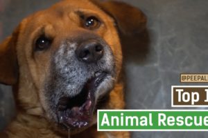 Top 10 most extreme animal rescues at Peepal Farm