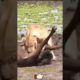 Top Animal Fights And Animal Attacks Best Scene Full HD | DG Animal Of World #Shorts
