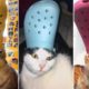 Try Not To Laugh Watching Funny Animals | Cat Fails To Play With Crocs  Funny Cat Videos- Kitten Meo