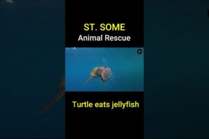 Turtle eats jellyfish | Top Amazing Animal Rescues #Shorts