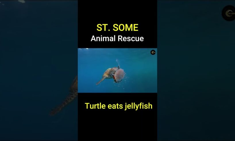 Turtle eats jellyfish | Top Amazing Animal Rescues #Shorts