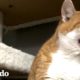 Un suéter rojo especial transformó por completo a este gato adoptivo gruñon | ¡Adóptame! | El Dodo