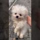 Unbelievable Mini Pomeranian | Funny and Cute Pomeranian Videos