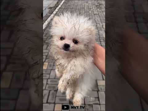 Unbelievable Mini Pomeranian | Funny and Cute Pomeranian Videos