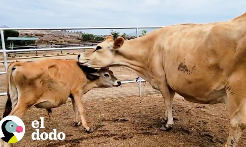 Vaca mamá que perdió a sus bebés adopta 3 más | El Dodo