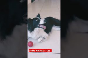 Very Funny Dog Funny Animals Club Cute Dog Playing #shorts #viral