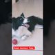 Very Funny Dog Funny Animals Club Cute Dog Playing #shorts #viral