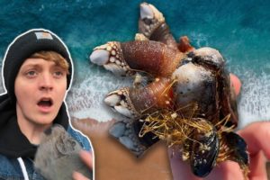 WEIRD SEA ANIMALS RESCUED ON THE BEACH! #shorts