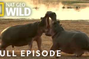 Warthogs, Hippos, Badgers (Full Episode) | Animal Fight Night