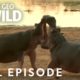 Warthogs, Hippos, Badgers (Full Episode) | Animal Fight Night