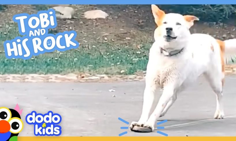 Watch This Dog Slide Everywhere On A Rock | Animal Videos | Dodo Kids