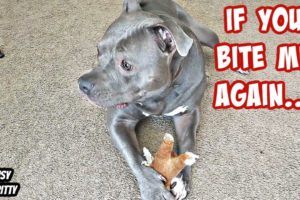 Watch This Talking Pitbull Getting Attacked By A Puppy! Cutest Dogs On YouTube!!