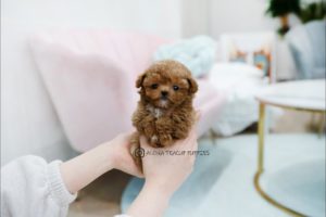 Who has the cutest puppy on the internet?🥰🥰 - Aloha Teacup Puppies
