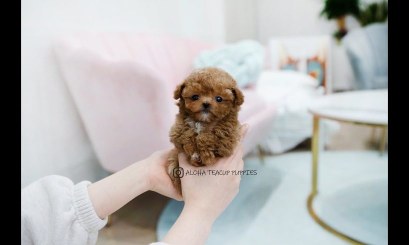 Who has the cutest puppy on the internet?🥰🥰 - Aloha Teacup Puppies