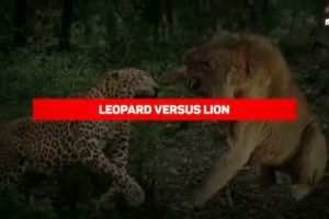 Wild Animal Fights that will Make your Jaw Drop