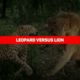 Wild Animal Fights that will Make your Jaw Drop