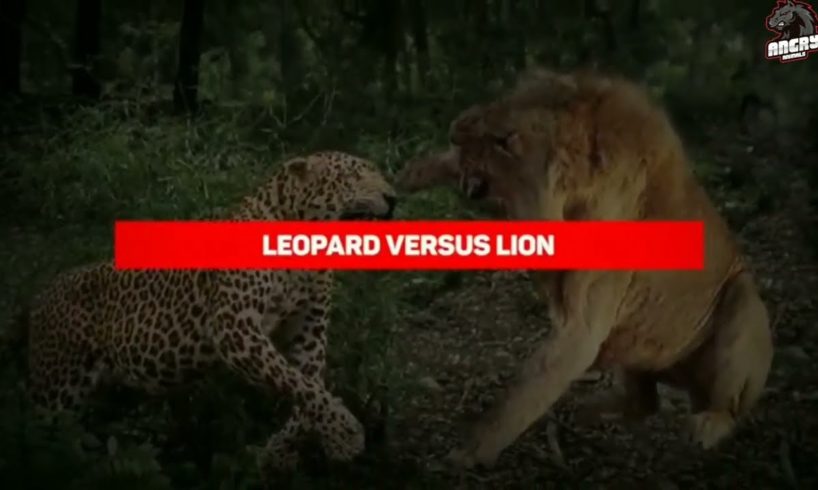 Wild Animal Fights that will Make your Jaw Drop